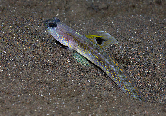  Vanderhorstia dorsomacula (Dorsalspot Shrimp Goby)